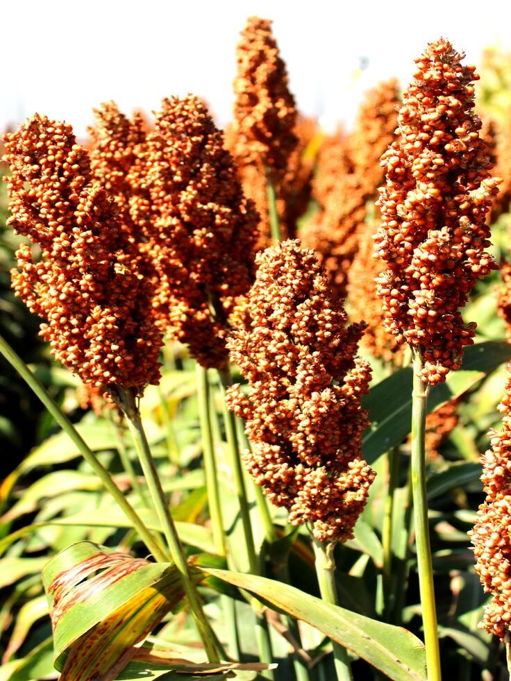 Sorgo
